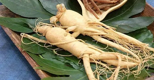 Các Loại Nhân Sâm Phổ Biến và Lợi Ích Chống Lão Hóa Cụ Thể