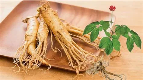 Cách dùng nhân sâm cho người bị suy nhược cơ thể