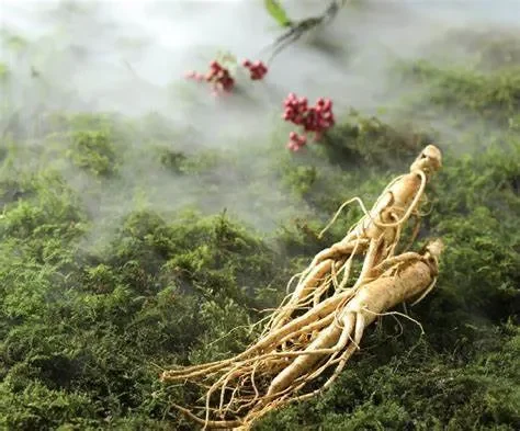 Đông trùng hạ thảo