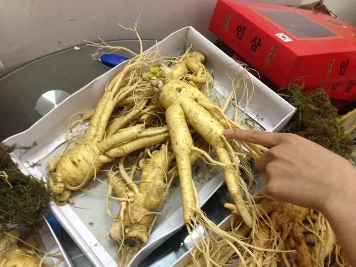 Hướng dẫn các bước ngâm nhân sâm tươi với rượu