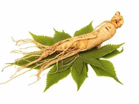 Hướng dẫn chi tiết cách dùng nhân sâm cho người suy nhược cơ thể