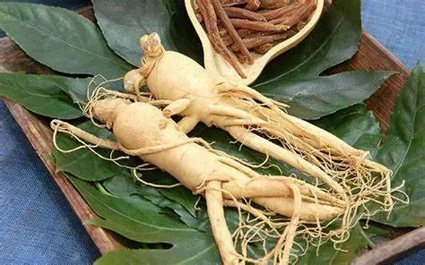 Kết hợp nhân sâm với lối sống lành mạnh