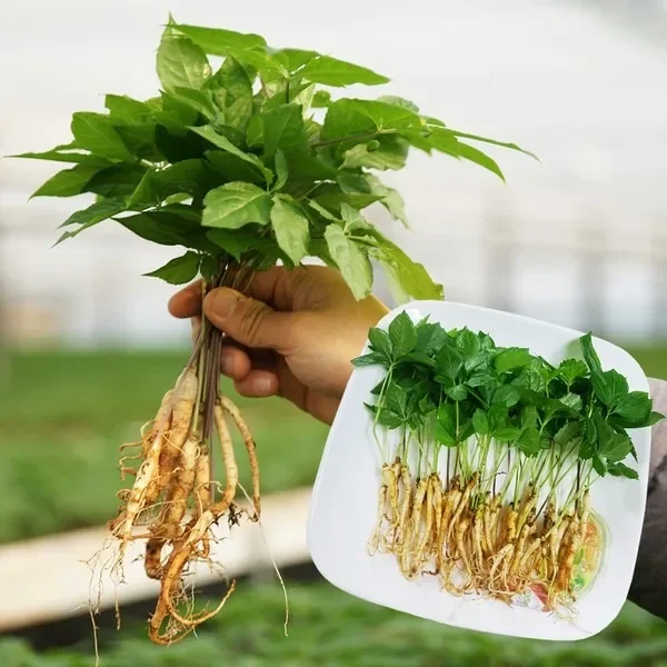 Lưu ý quan trọng khi sử dụng nhân sâm