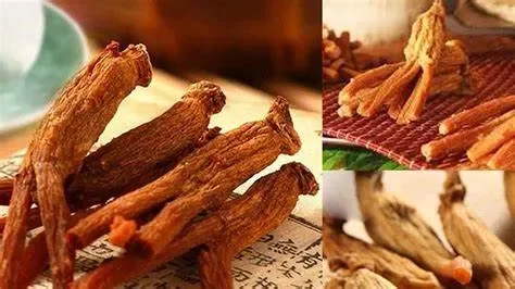 Lý do nhân sâm tươi dễ bị hỏng
