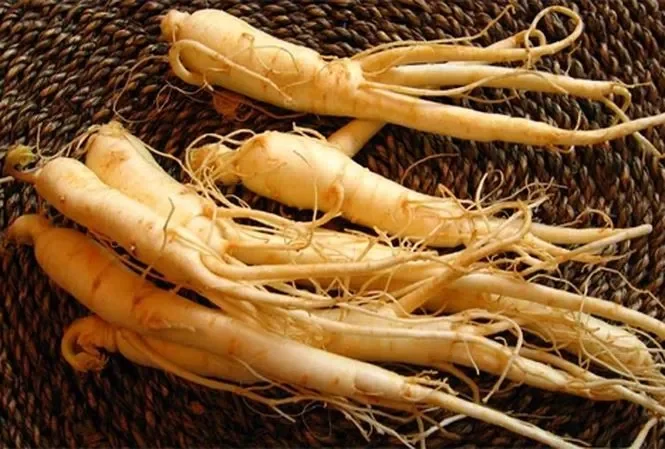 Nên chọn nhân sâm tươi hay nhân sâm khô?