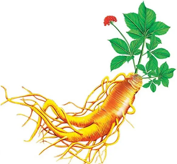 "Người Bạn" Của Làn Da, Tăng Cường Sản Xuất Collagen