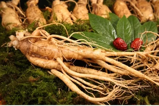 Nhân sâm Hàn Quốc (Korean Ginseng - Panax ginseng)