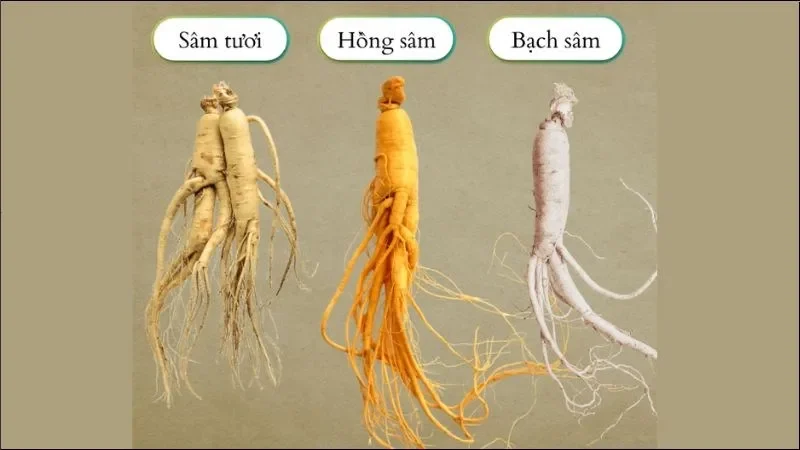 Sử Dụng Nhân Sâm Tươi