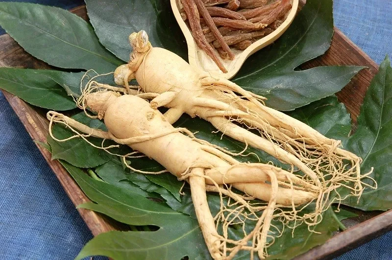 Vậy làm thế nào để sử dụng nhân sâm một cách an toàn và hiệu quả?