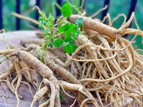 Vậy, Người Bị Gan Nhiễm Mỡ Có Nên Dùng Nhân Sâm?