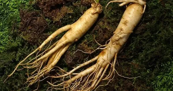 Vậy Nhân Sâm Thực Sự Giúp Phục Hồi Sau Ốm Như Thế Nào?
